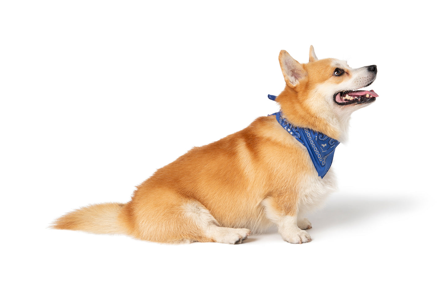 BLUE BANDANA