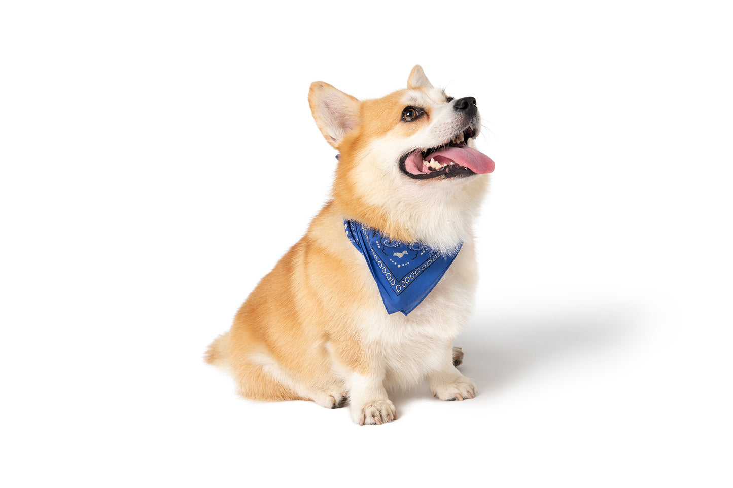BLUE BANDANA