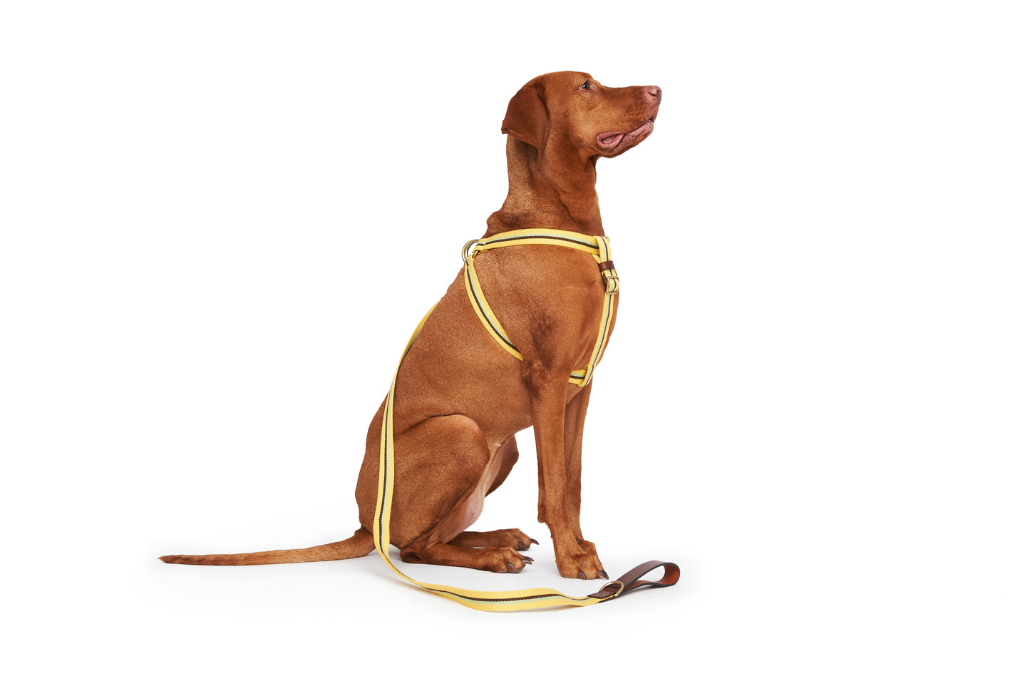 CREMA LEASH