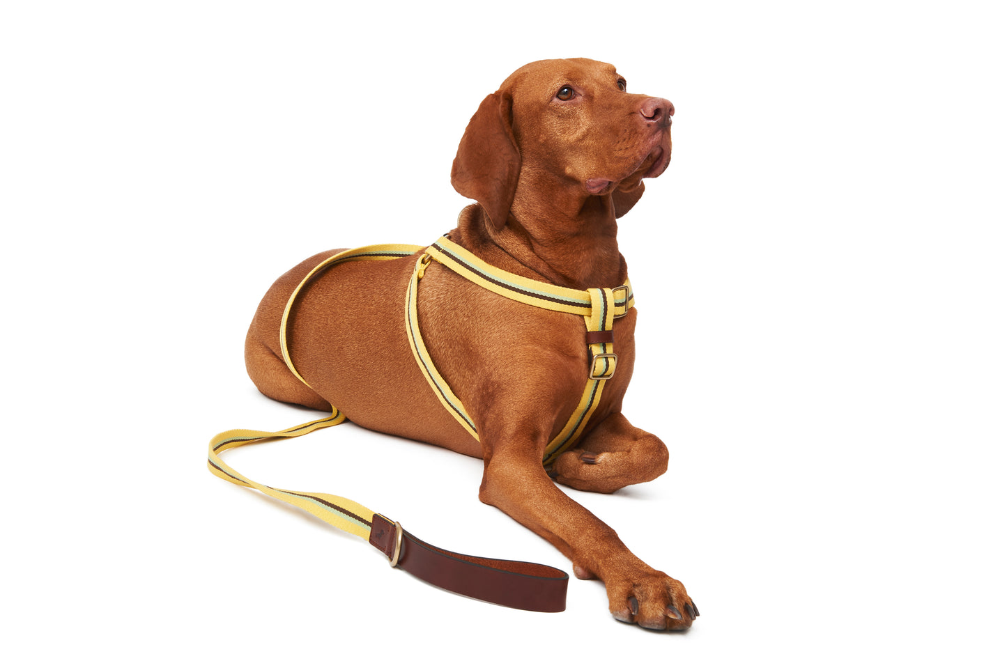 CREMA HARNESS