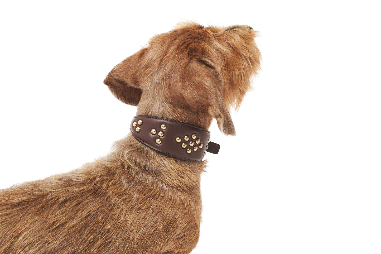 LEATHER GREYHOUND COLLAR