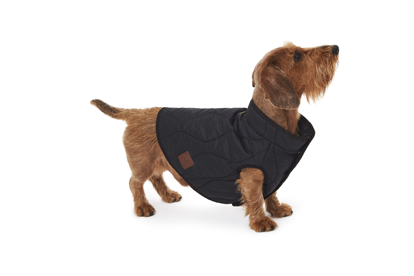 MID-SEASON DOG GILET