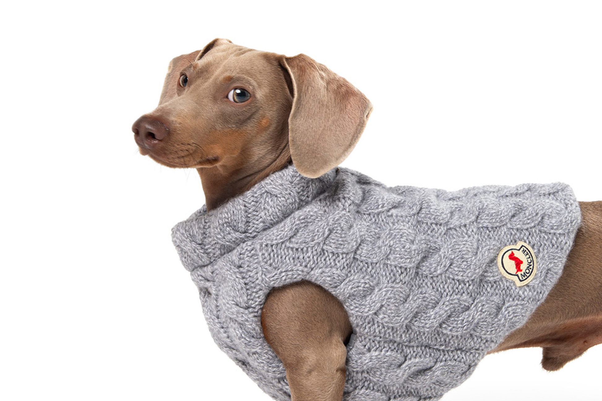 POLDO X MONCLER – Poldo Dog Couture POLDO X MONCLER – Poldo Dog Couture