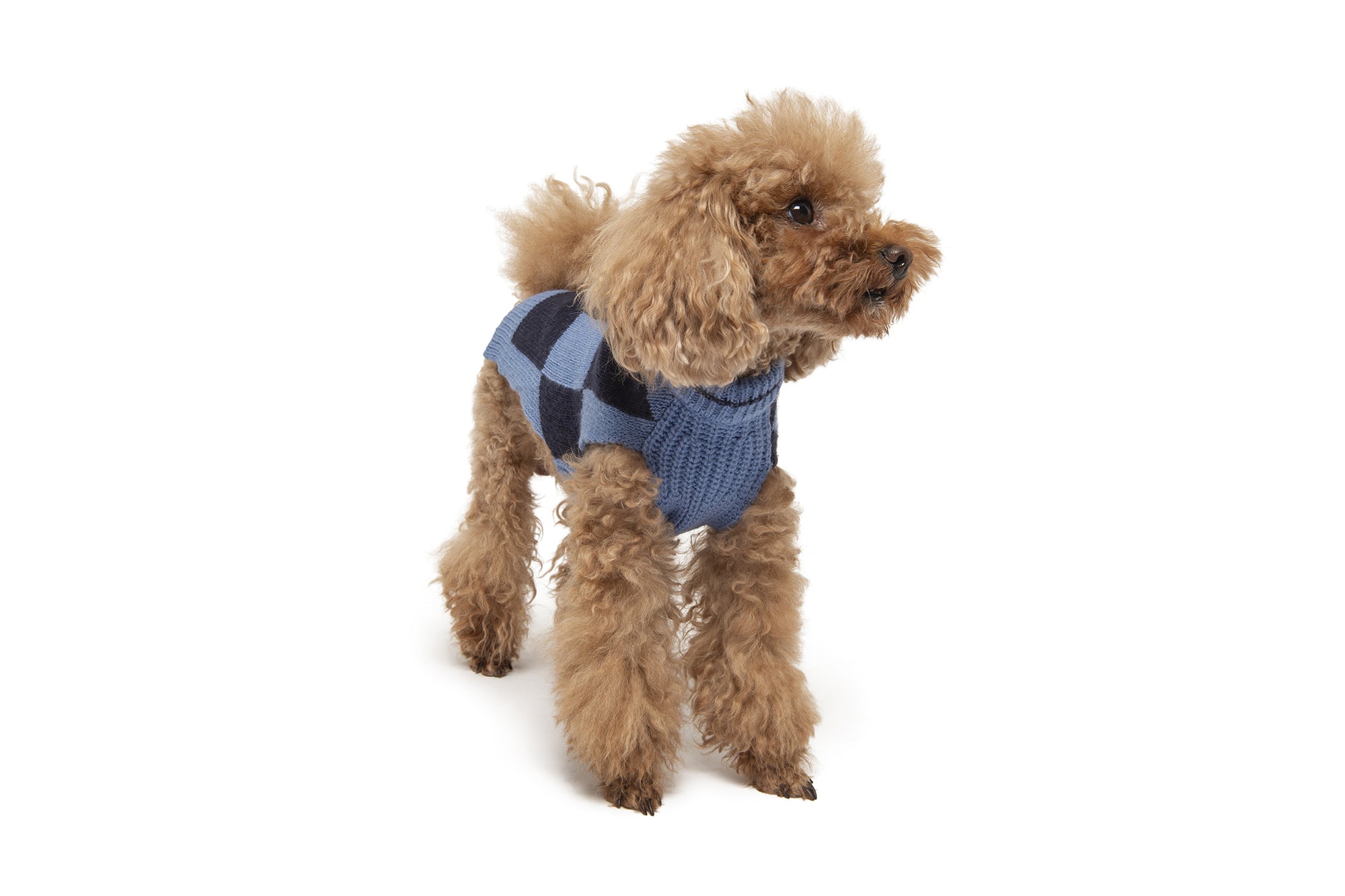 POLDO X MONCLER – Poldo Dog Couture