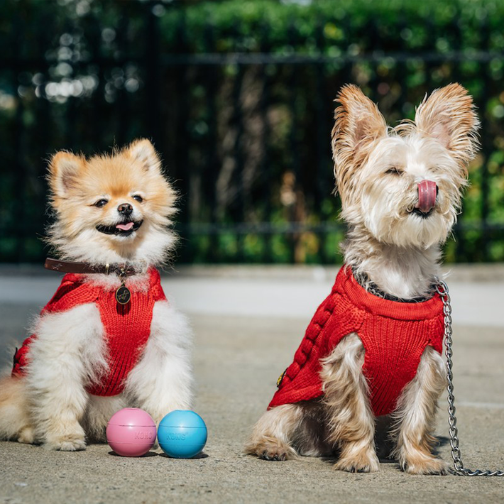 Finding Poldo Poldo Dog Couture