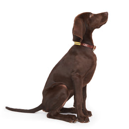 CREMA COLLAR