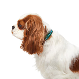 GRESSONEY COLLAR