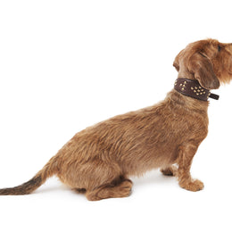 LEATHER GREYHOUND COLLAR