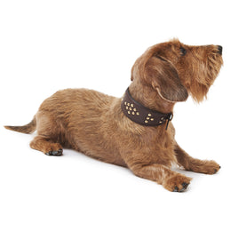 LEATHER GREYHOUND COLLAR