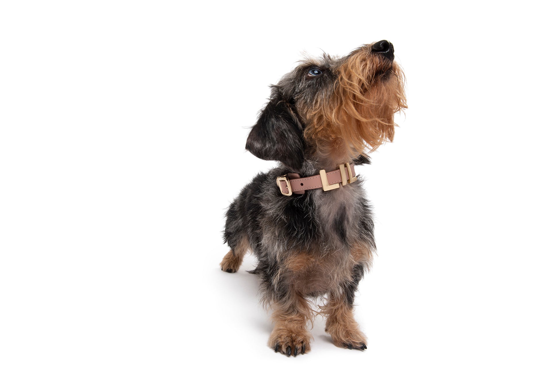 Boxer Seresto Jake Canine Couture Collars High Fashion Dog Collar