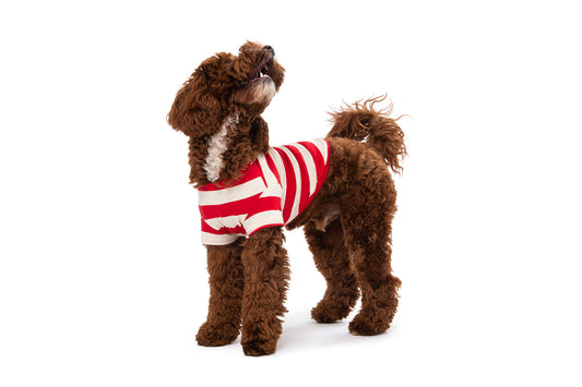 DOG BAG HOLDER – Poldo Dog Couture