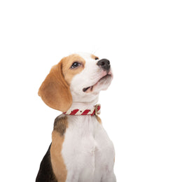 STRIPED COLLAR