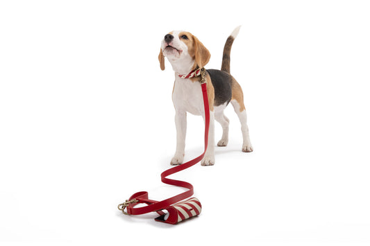 LEATHER GREYHOUND COLLAR – Poldo Dog Couture
