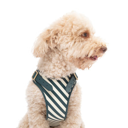 STRIPED HARNESS
