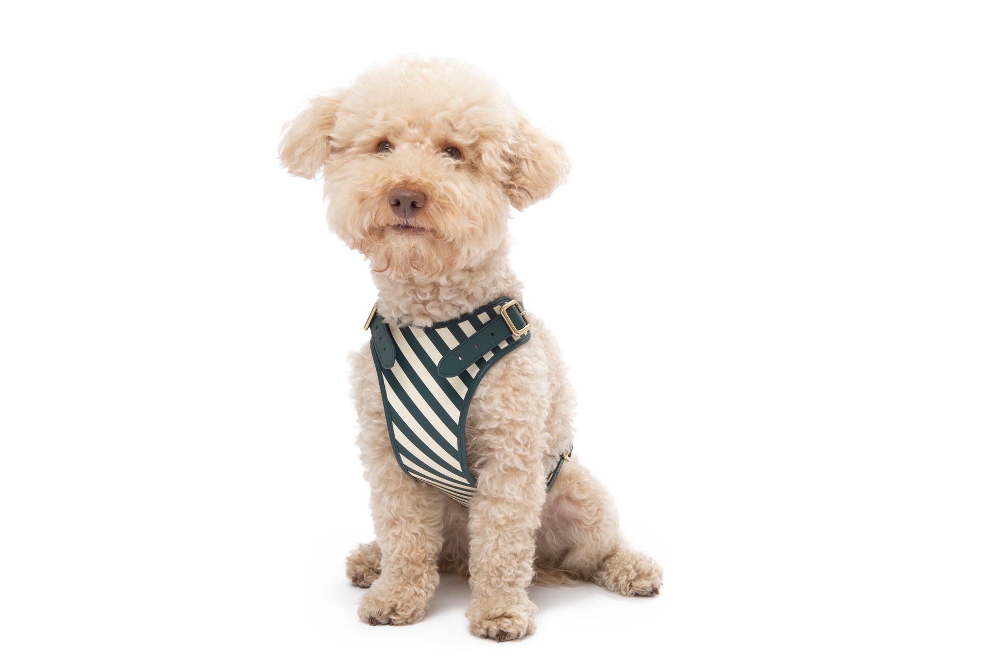 STRIPED HARNESS – Poldo Dog Couture
