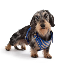 STRIPED HARNESS