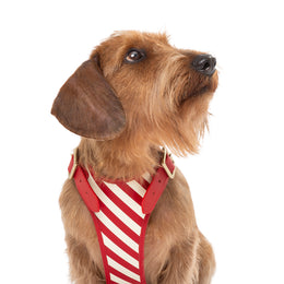STRIPED HARNESS