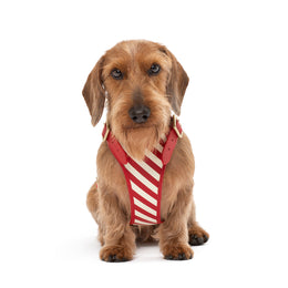 STRIPED HARNESS